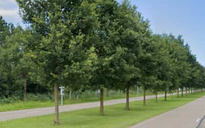 Oostranddreef Lelystad